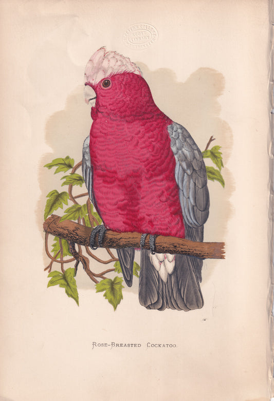 Rose Breasted Cockatoo