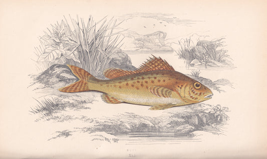 Hand coloured fish prints, Antique fish prints, Vintage fish prints, Original fish prints, Hand-colored ichthyology prints, Fish art prints, Fish lithographs, Fish engravings 