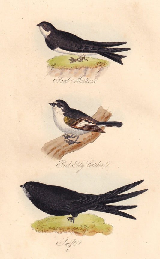 Sand Martin, Pied Fly Catcher and Swift