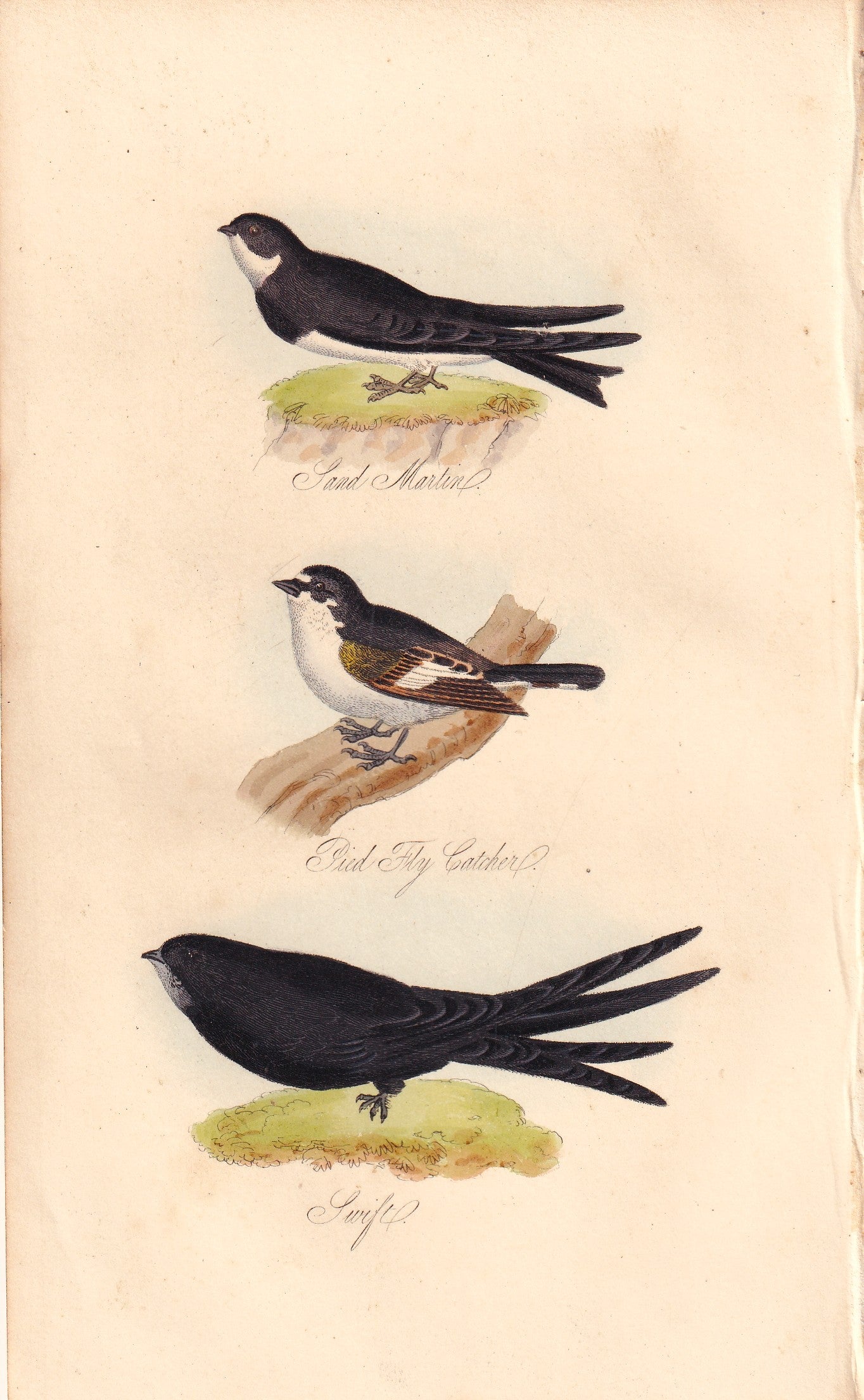 Sand Martin, Pied Fly Catcher and Swift