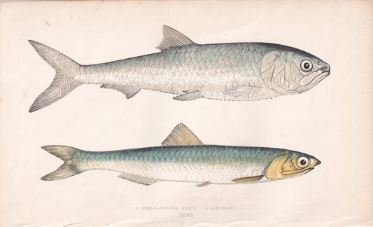 Scale-Finned Shad & Anchovy