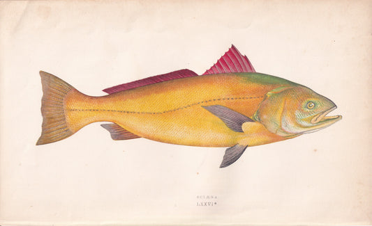 Sciaena