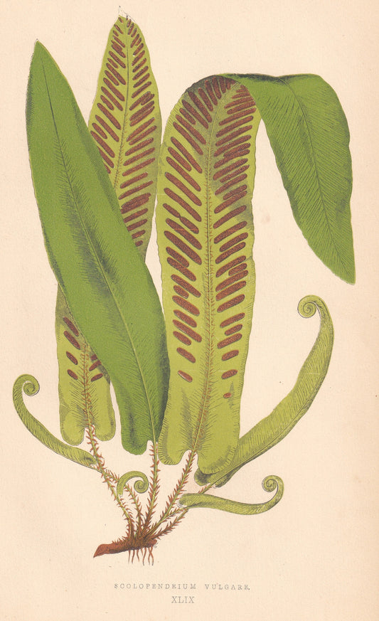 antique botanical prints
vintage botanical prints
botanical prints antique
antique flower prints
vintage flower prints
antique botanical art
vintage botanical art
antique plant prints
vintage plant prints