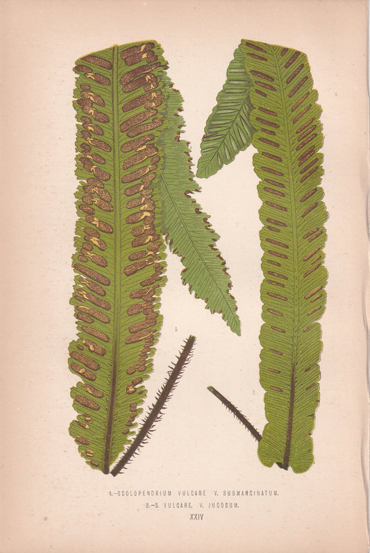 Scolopendrium Vulgare V. Submarginatum