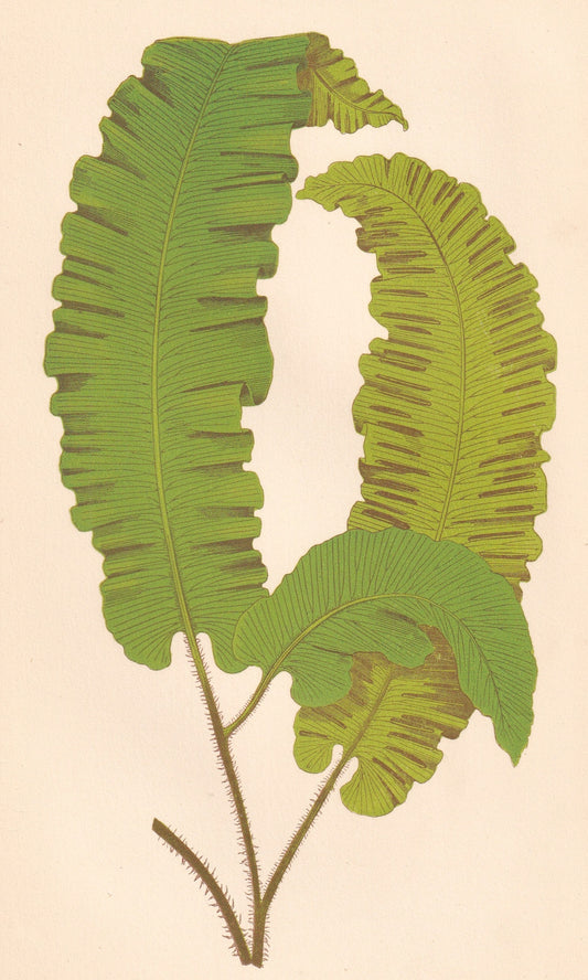 antique botanical prints
vintage botanical prints
botanical prints antique
antique flower prints
vintage flower prints
antique botanical art
vintage botanical art
antique plant prints
vintage plant prints