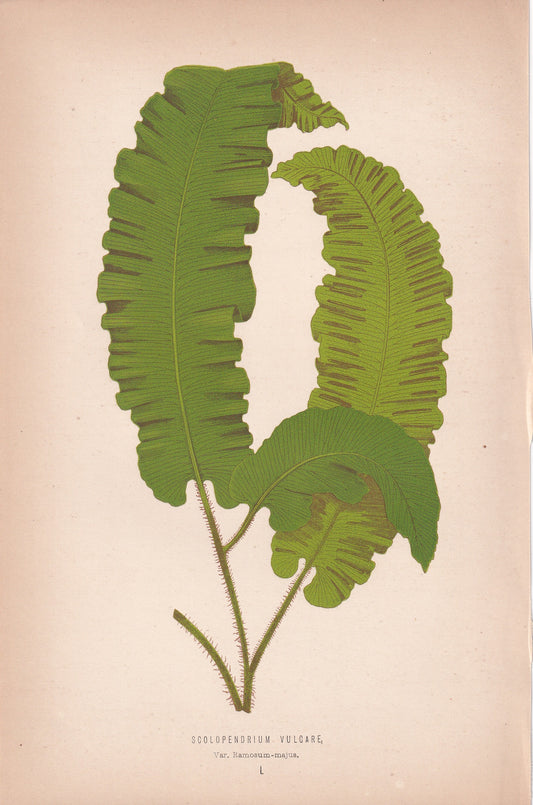 Scolopendrium Vulgare, Var. Ramosum-majus
