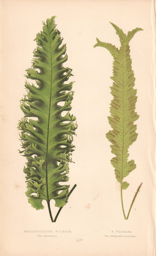 Scolopendrium Vulgare, Var. Stansfeldii