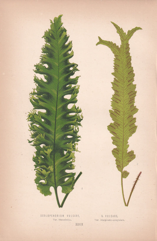 Scolopendrium Vulgare, Var. Stansfieldii