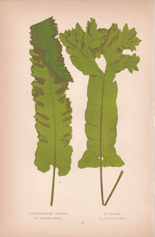 Scolopendrium Vulgare, Var. Sublineato-striatum