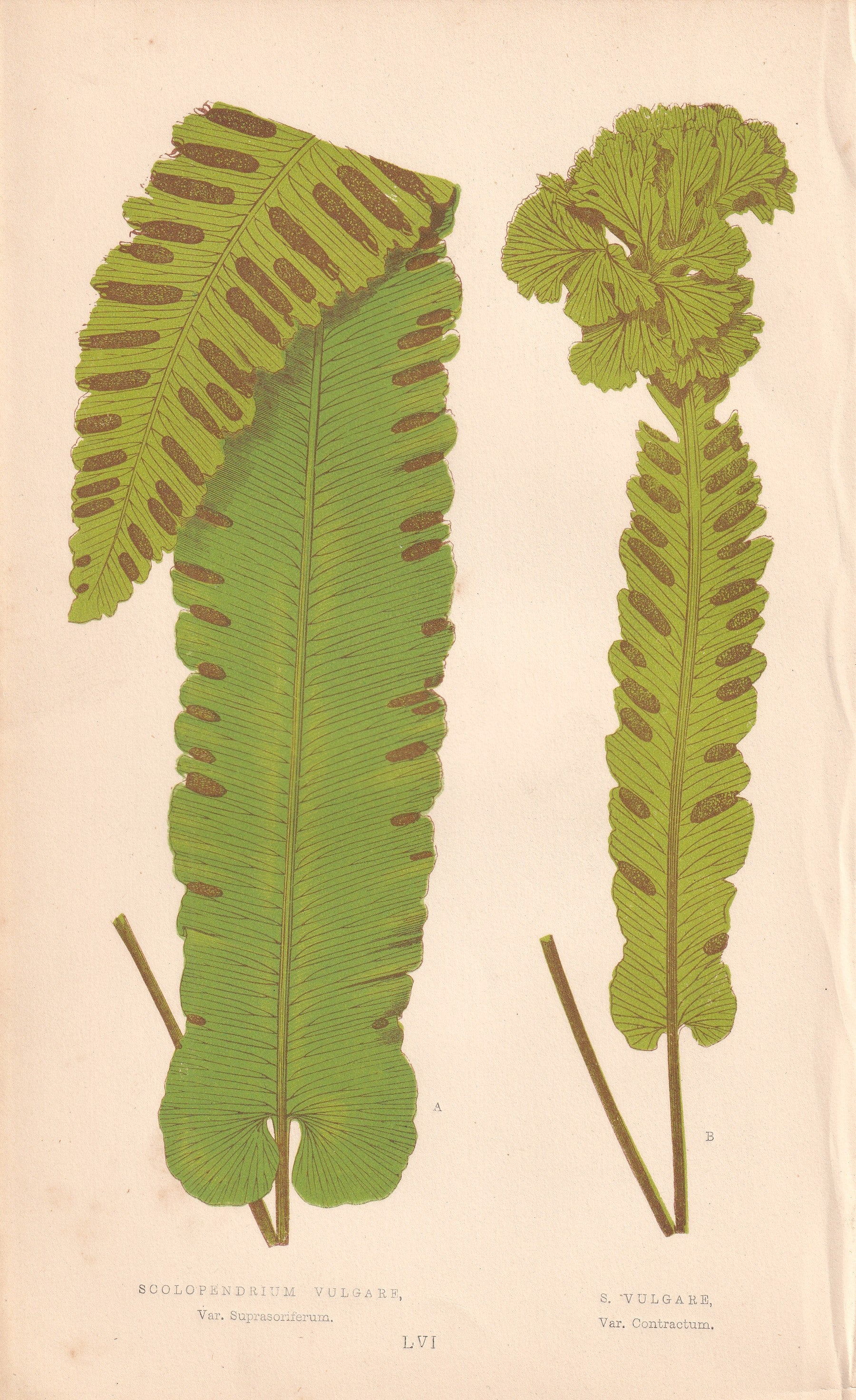 antique botanical prints
vintage botanical prints
botanical prints antique
antique flower prints
vintage flower prints
antique botanical art
vintage botanical art
antique plant prints
vintage plant prints