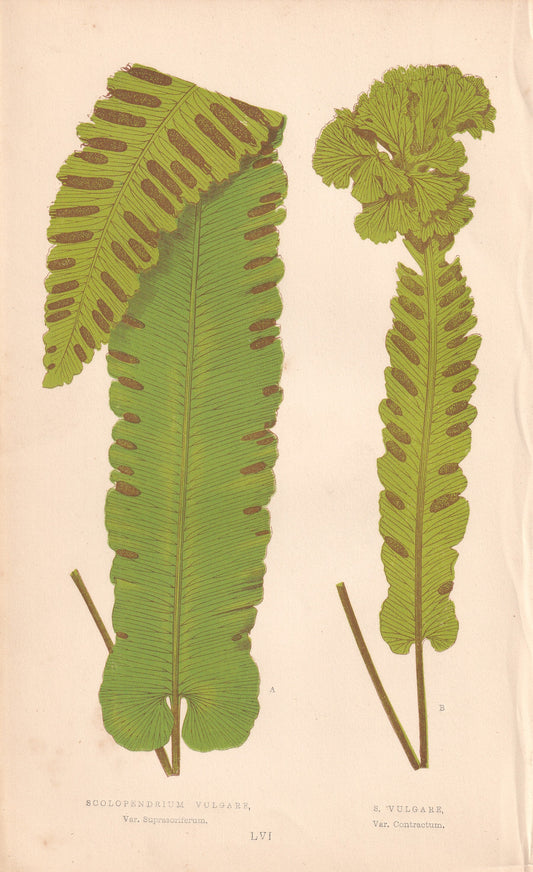 antique botanical prints
vintage botanical prints
botanical prints antique
antique flower prints
vintage flower prints
antique botanical art
vintage botanical art
antique plant prints
vintage plant prints