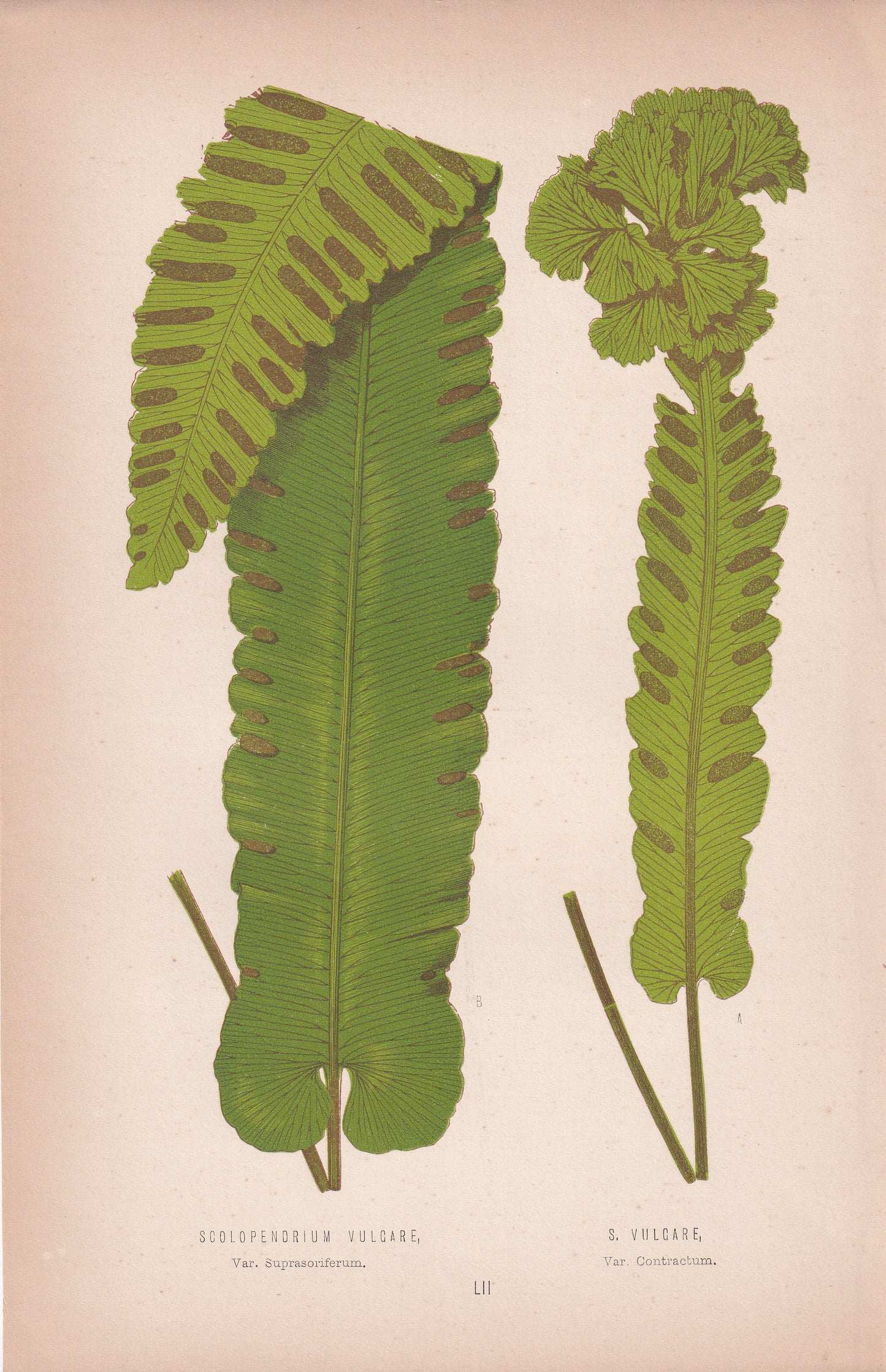 Scolopendrium Vulgare, Var Suprasoriferum