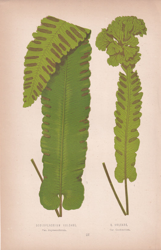 Scolopendrium Vulgare, Var Suprasoriferum
