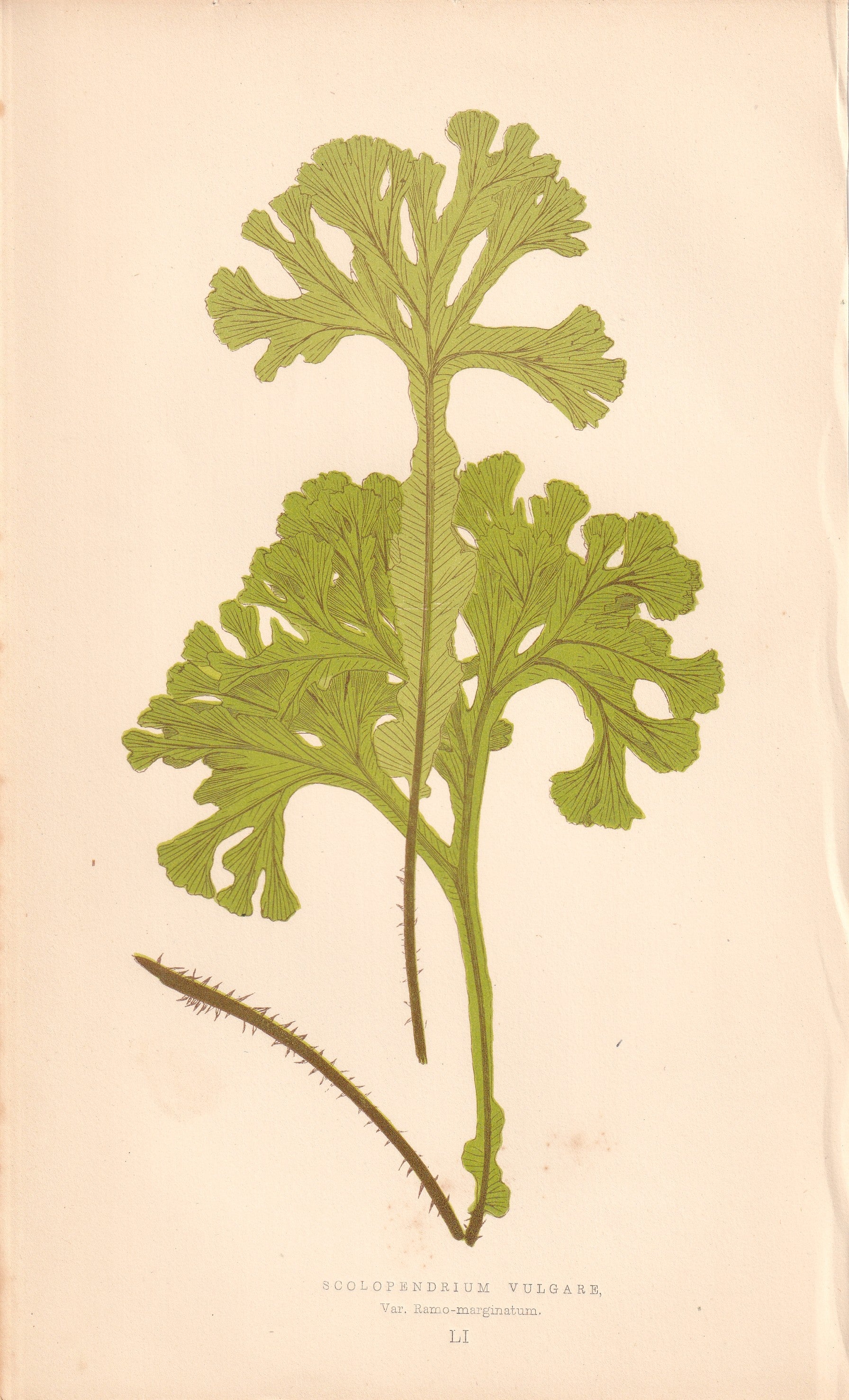 antique botanical prints
vintage botanical prints
botanical prints antique
antique flower prints
vintage flower prints
antique botanical art
vintage botanical art
antique plant prints
vintage plant prints