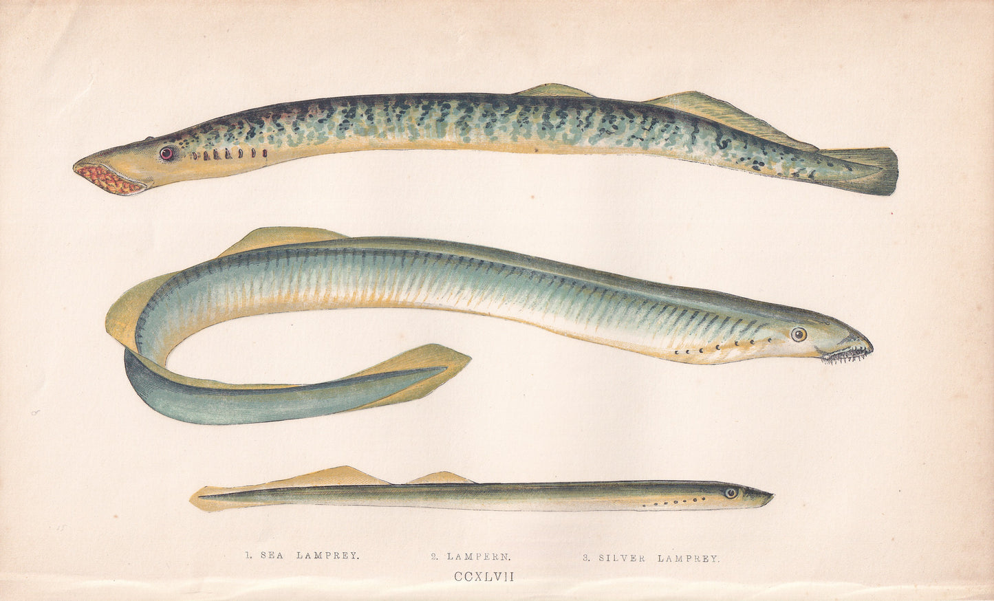 Sea Lamprey