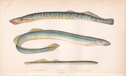 Sea Lamprey