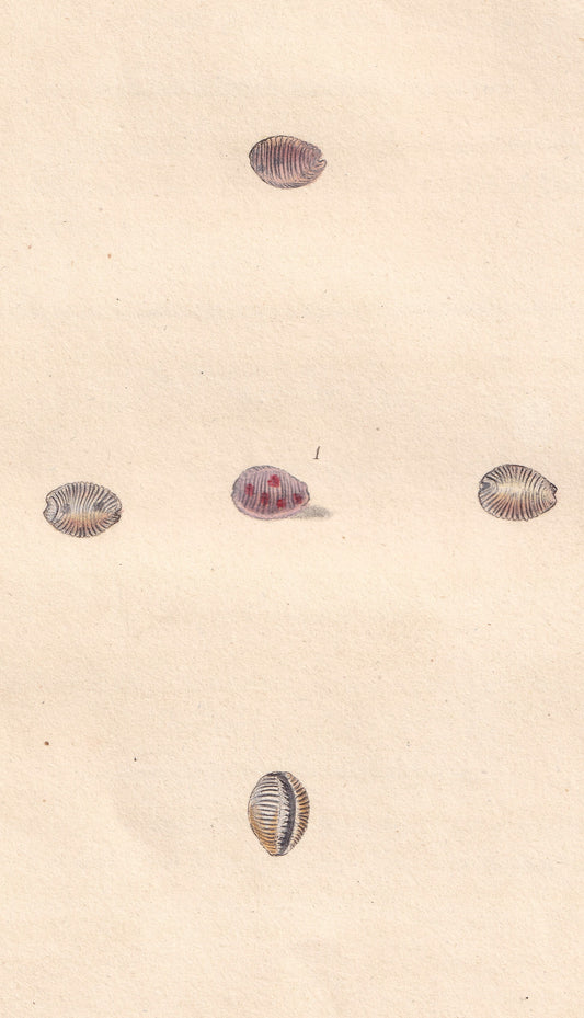 Sea Louse, Or Nun