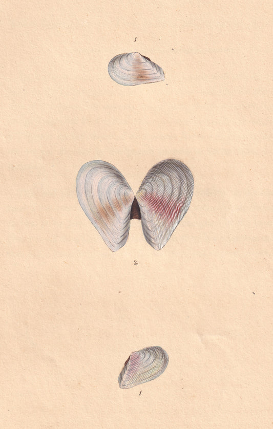 Semi-Striated Tellen
