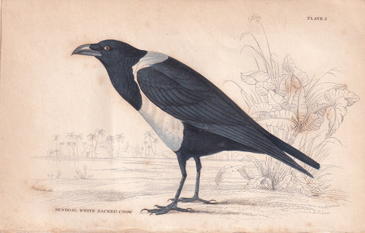 Senegal White Backed Crow