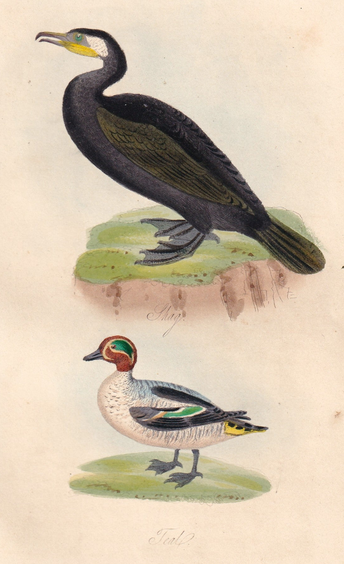 Shag and Teal