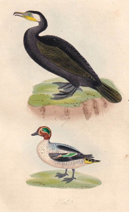 Shag and Teal