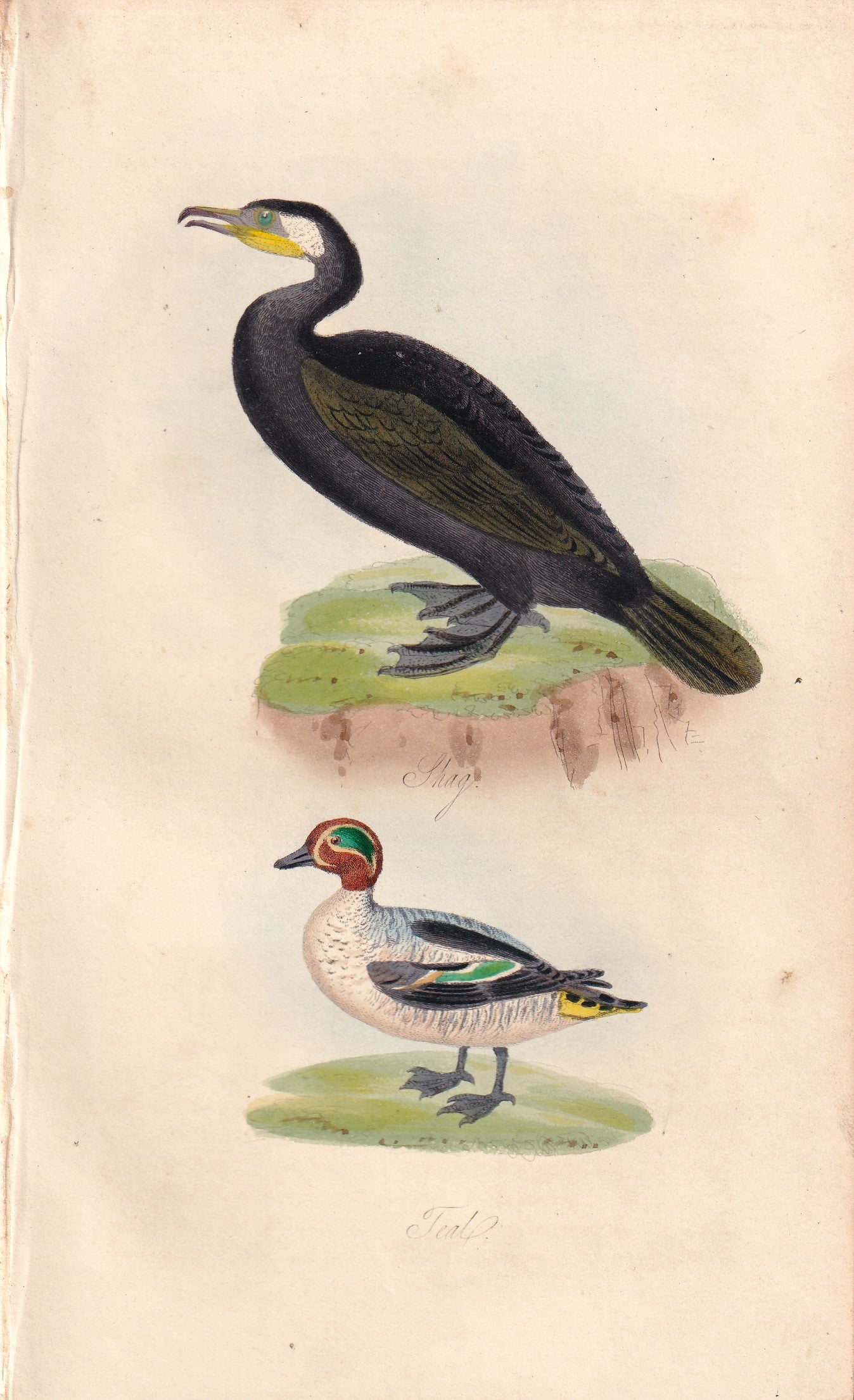 Shag and Teal