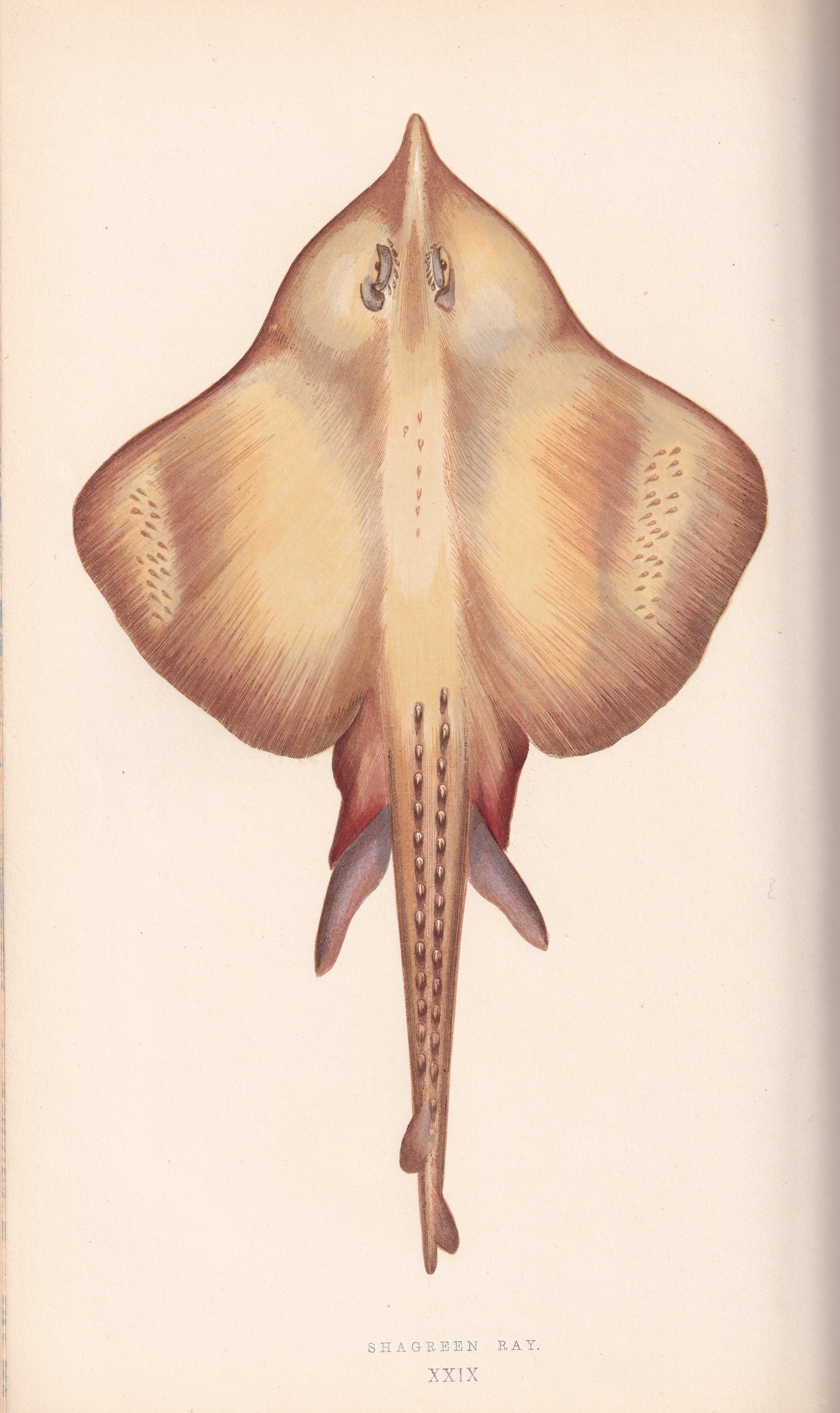 Hand coloured fish prints, Antique fish prints, Vintage fish prints, Original fish prints, Hand-colored ichthyology prints, Fish art prints, Fish lithographs, Fish engravings 