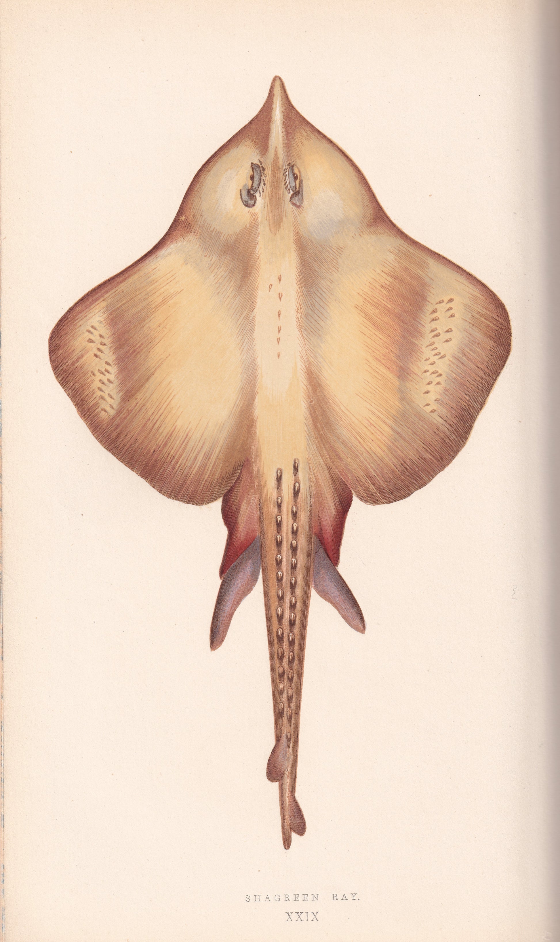Hand coloured fish prints, Antique fish prints, Vintage fish prints, Original fish prints, Hand-colored ichthyology prints, Fish art prints, Fish lithographs, Fish engravings 