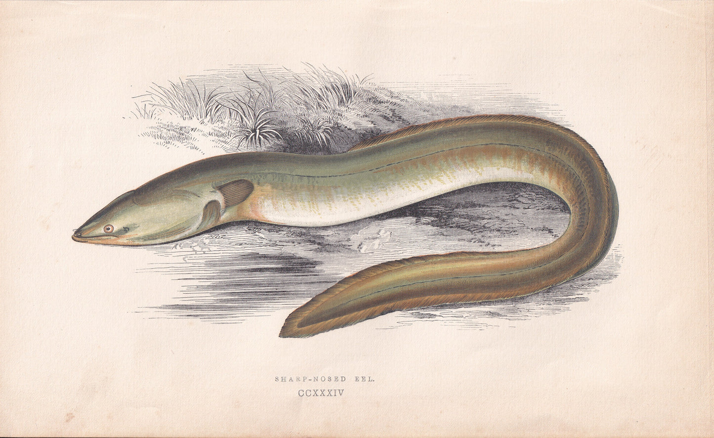 Sharp-Nosed Eel