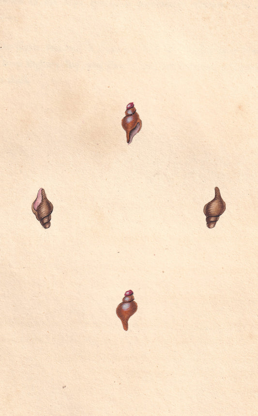 Shortened Murex or Rock Shell