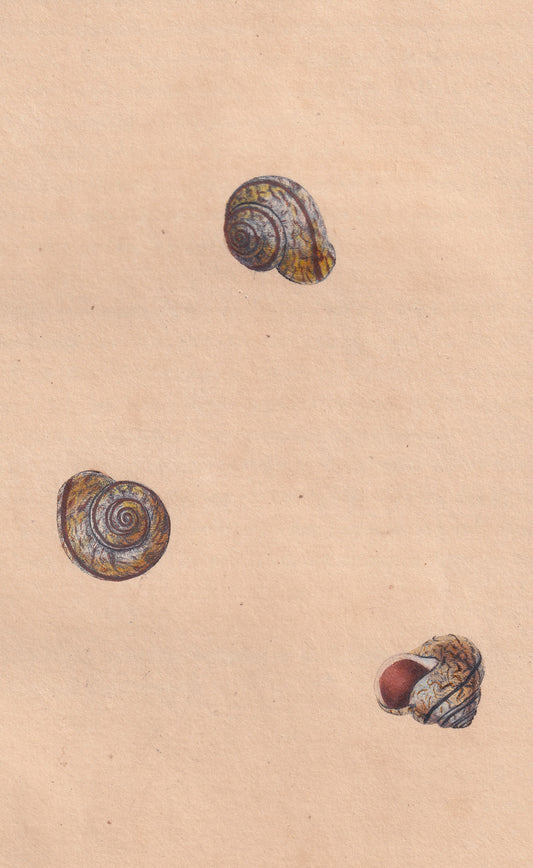 Single-Streak Snail