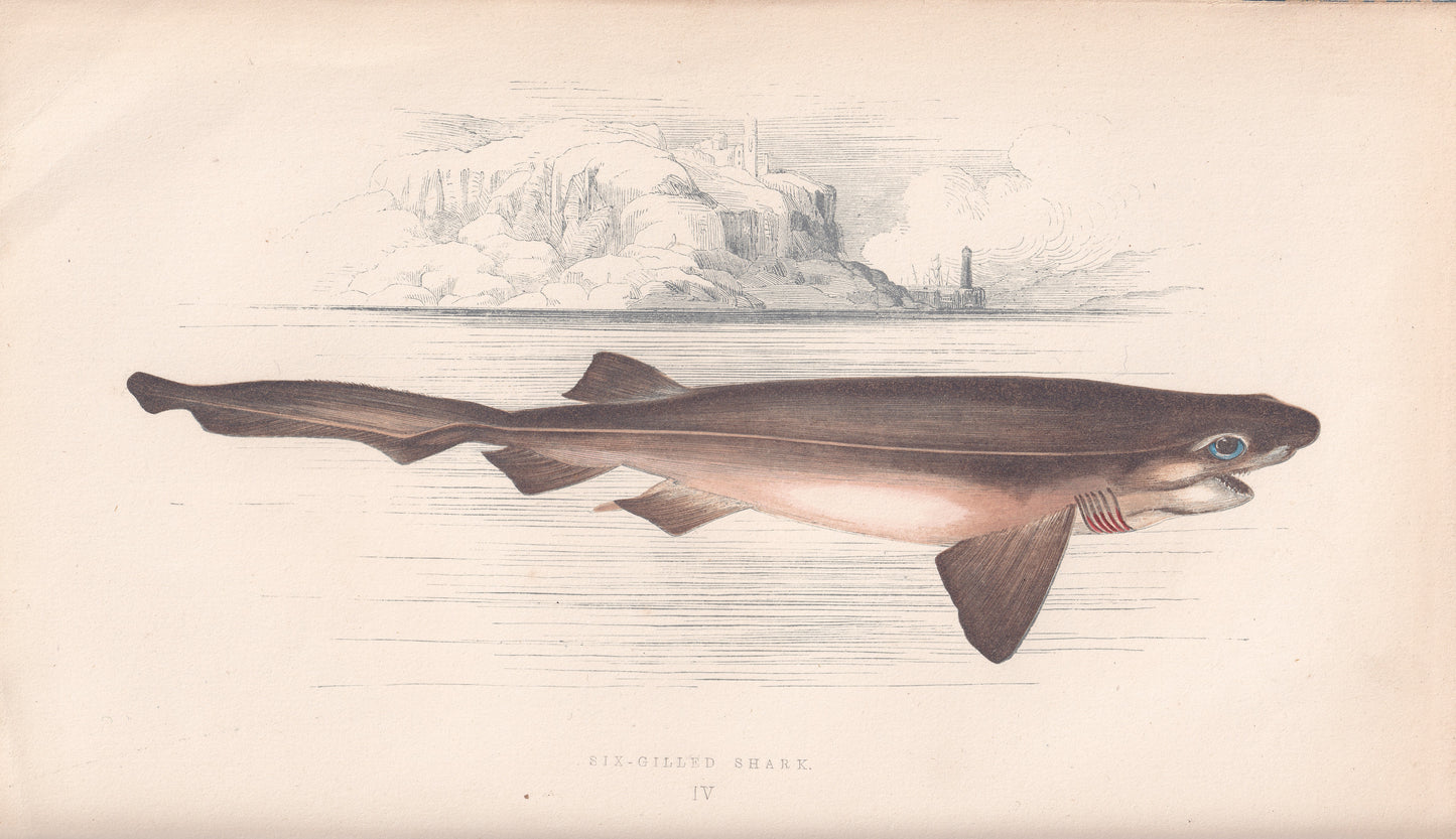 Six Gilled Shark
