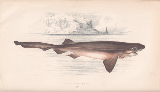 Six Gilled Shark