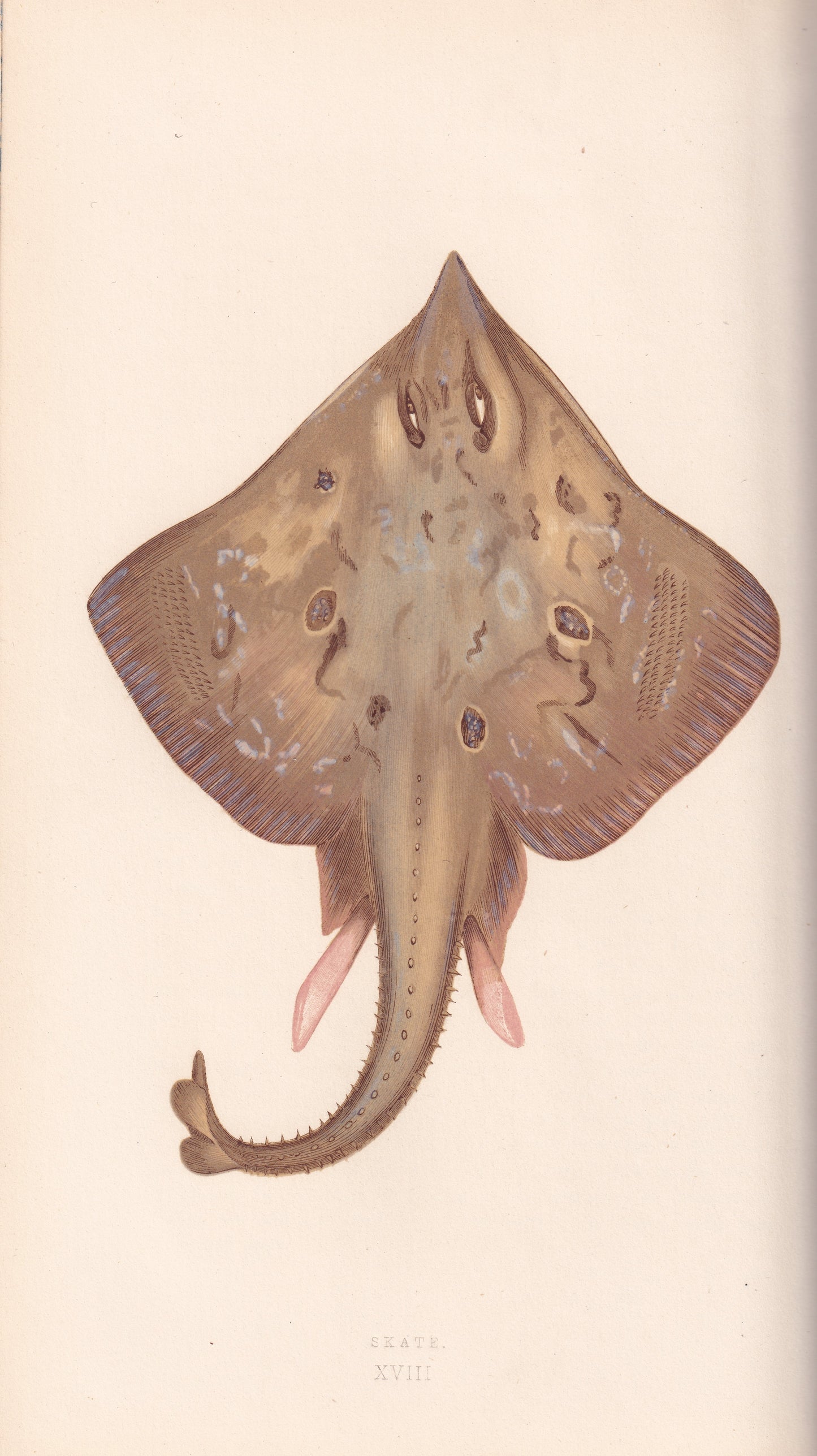 Hand coloured fish prints, Antique fish prints, Vintage fish prints, Original fish prints, Hand-colored ichthyology prints, Fish art prints, Fish lithographs, Fish engravings 