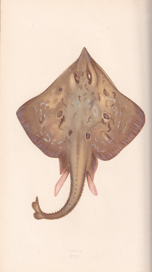 Hand coloured fish prints, Antique fish prints, Vintage fish prints, Original fish prints, Hand-colored ichthyology prints, Fish art prints, Fish lithographs, Fish engravings 