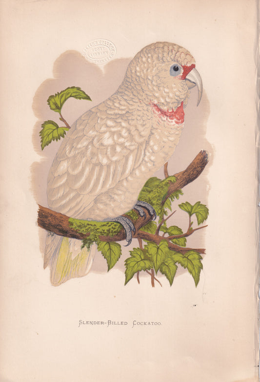 Slender Billed Cockatoo