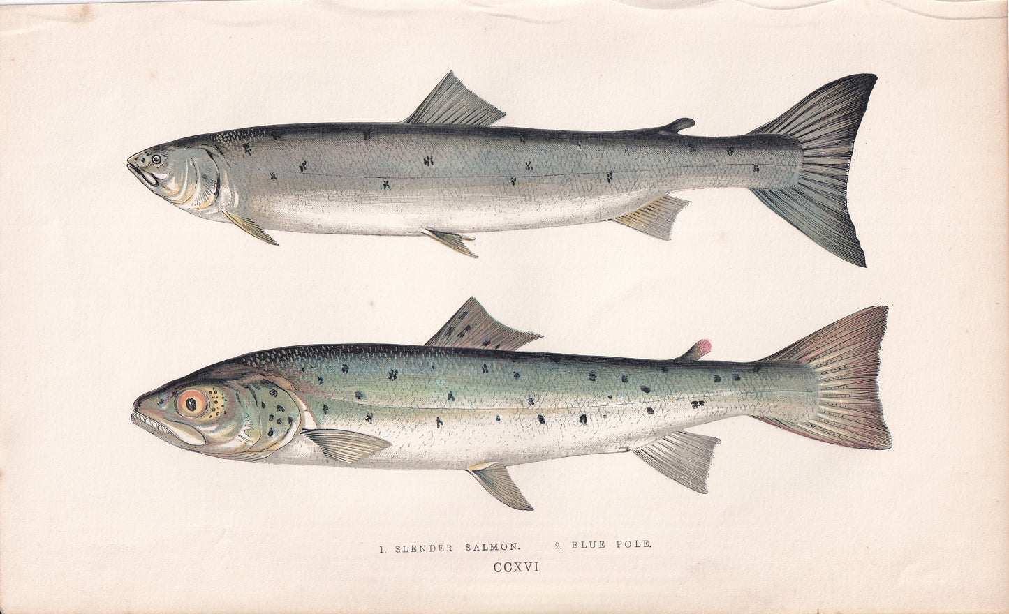 Slender Salmon & Blue Pole