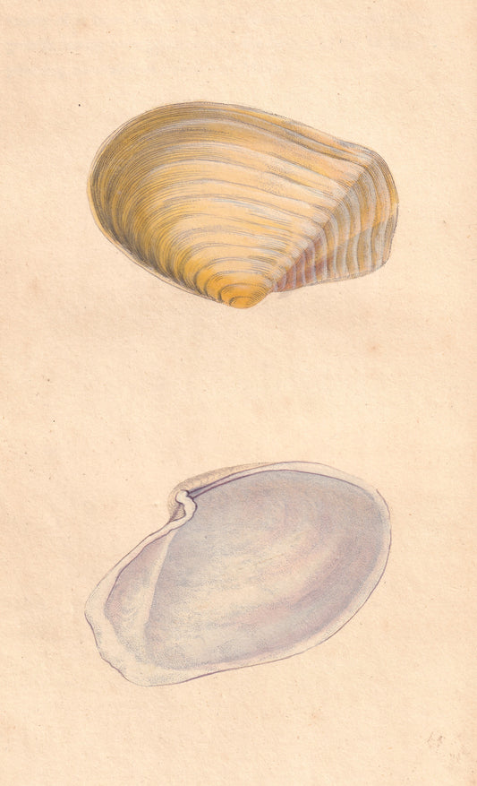 Shortened Murex or Rock Shell