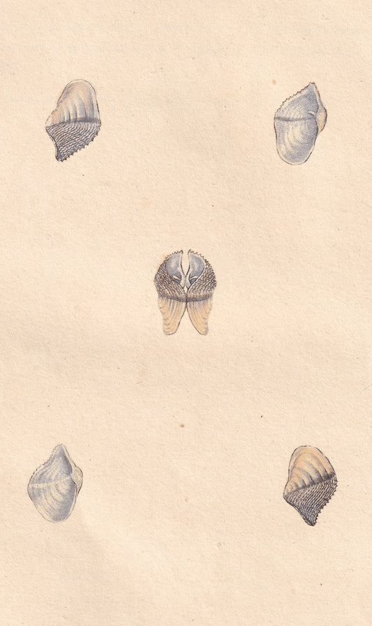 Small Piddock