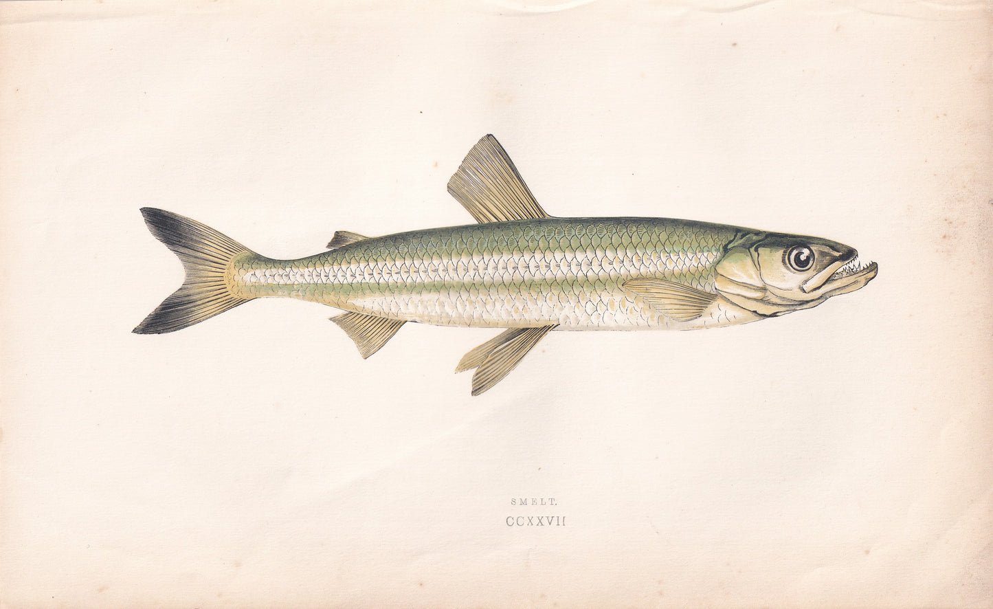 Smelt