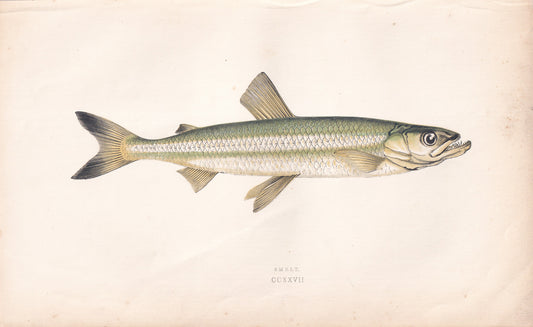 Smelt