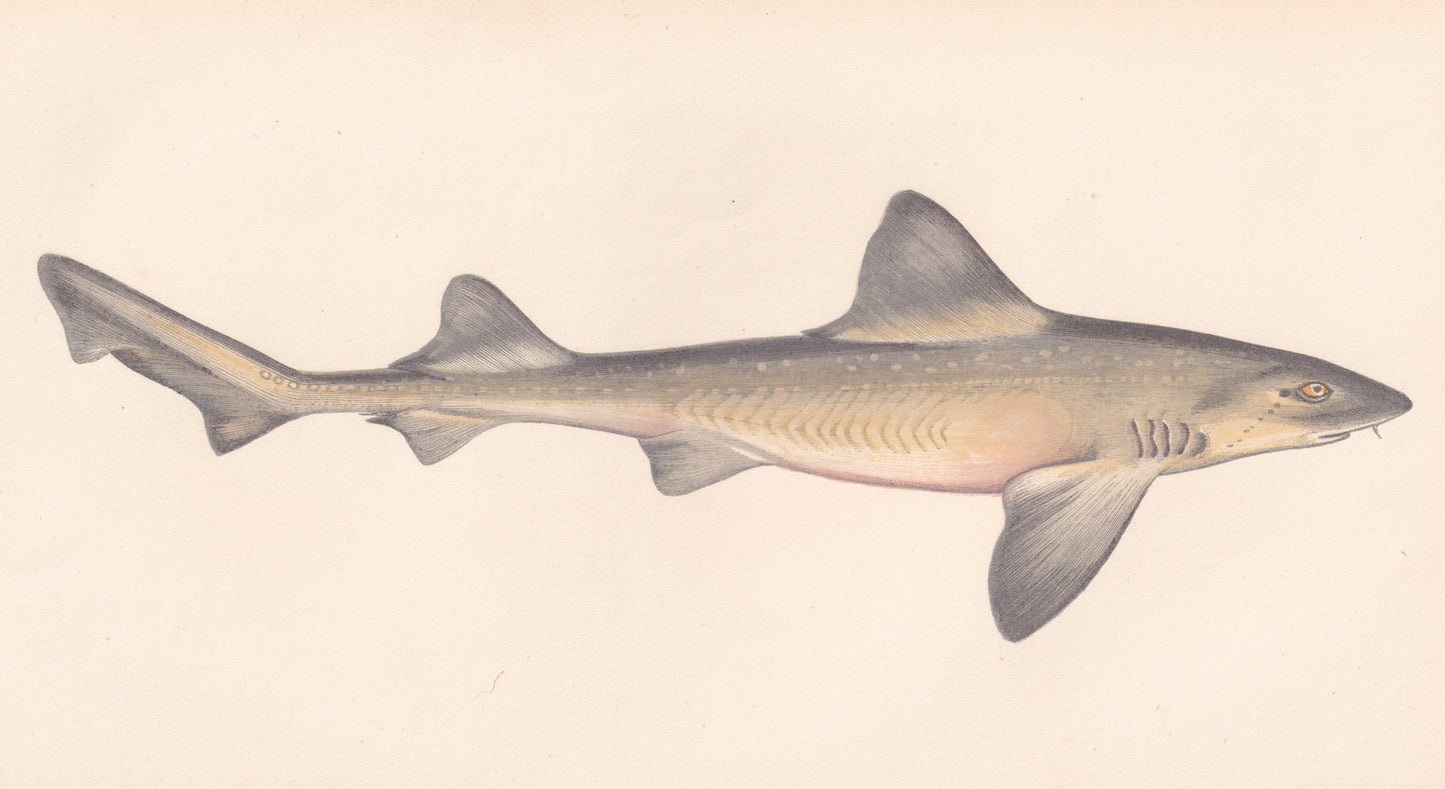 Hand coloured fish prints, Antique fish prints, Vintage fish prints, Original fish prints, Hand-colored ichthyology prints, Fish art prints, Fish lithographs, Fish engravings 