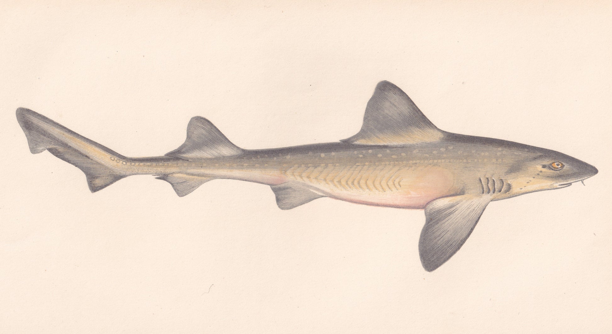 Hand coloured fish prints, Antique fish prints, Vintage fish prints, Original fish prints, Hand-colored ichthyology prints, Fish art prints, Fish lithographs, Fish engravings 