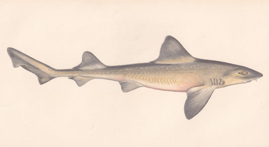Hand coloured fish prints, Antique fish prints, Vintage fish prints, Original fish prints, Hand-colored ichthyology prints, Fish art prints, Fish lithographs, Fish engravings 