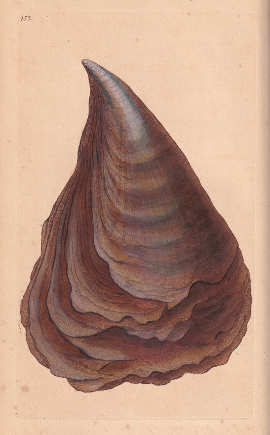 Smooth Pinna, or Ham Shell