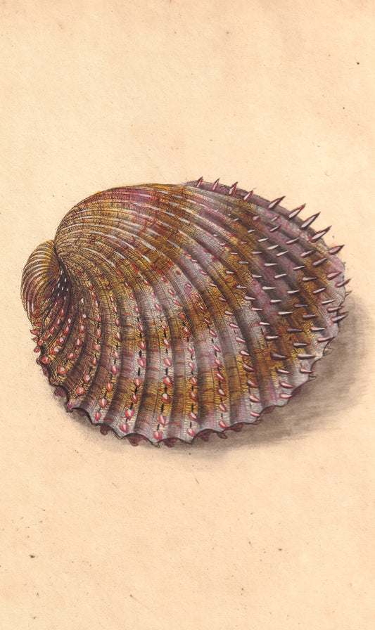 Spiked Cockle