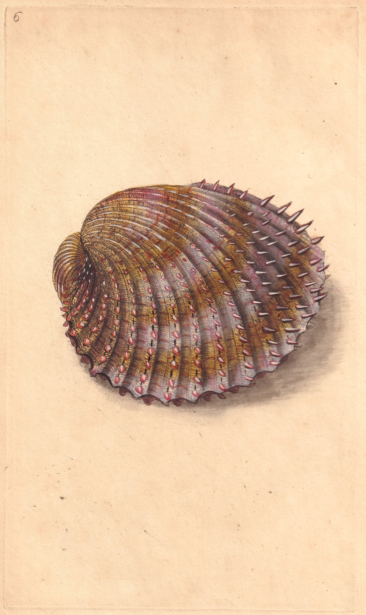 Spiked Cockle