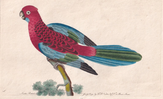 antique prints, vintage prints, original prints, hand-coloured prints, colored engravings, antique art, vintage art, decorative prints, collectible prints, fine art prints