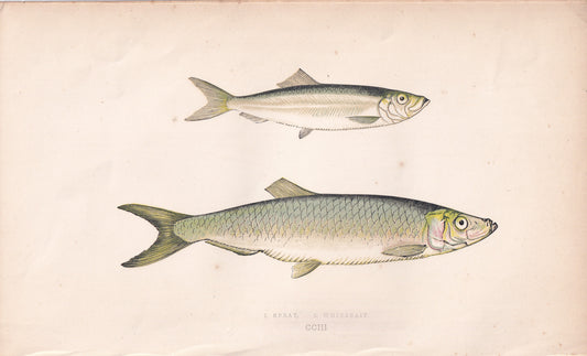 Sprat & Whitebait