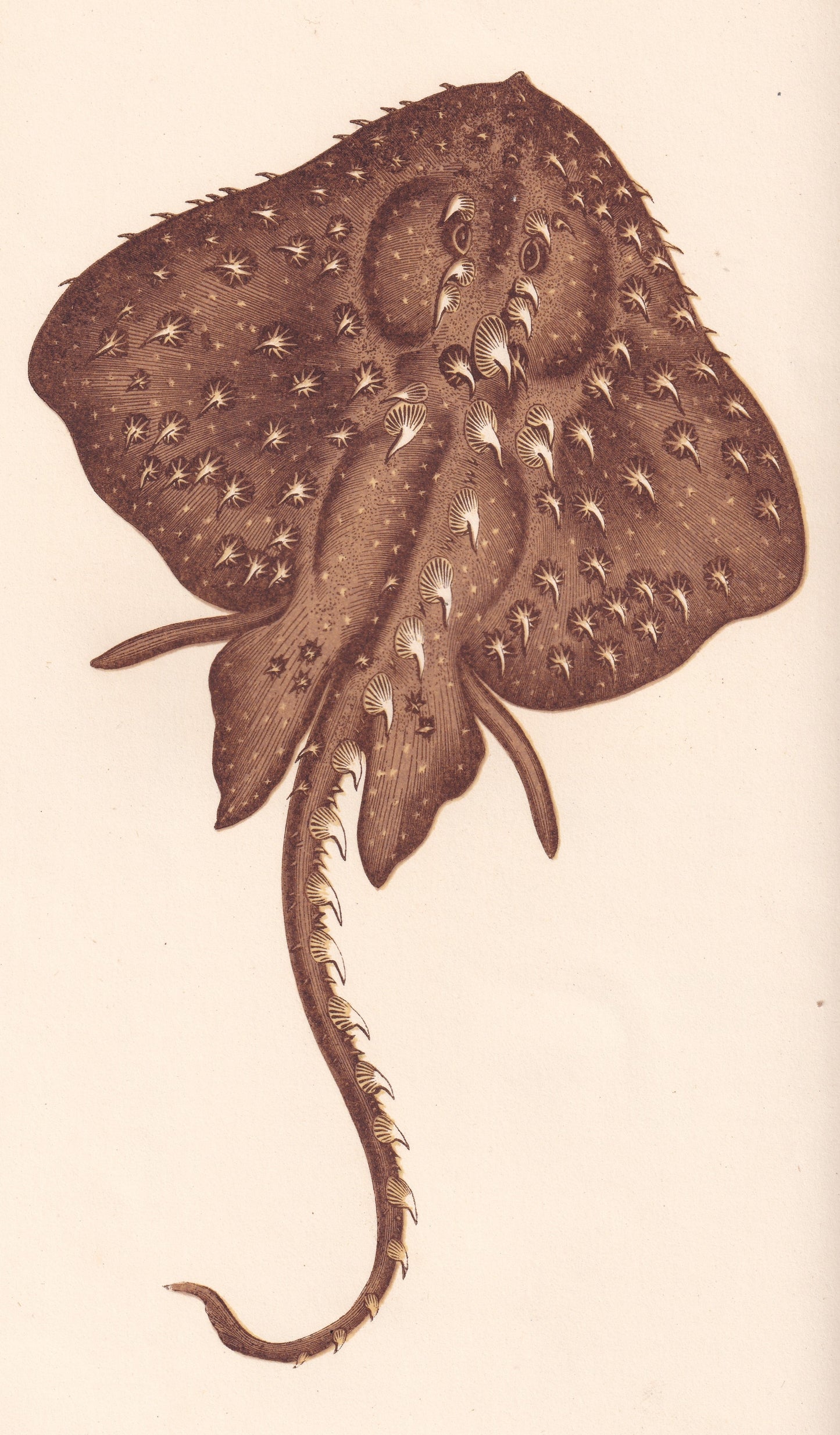 Hand coloured fish prints, Antique fish prints, Vintage fish prints, Original fish prints, Hand-colored ichthyology prints, Fish art prints, Fish lithographs, Fish engravings 